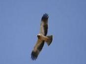 catedral migraciones