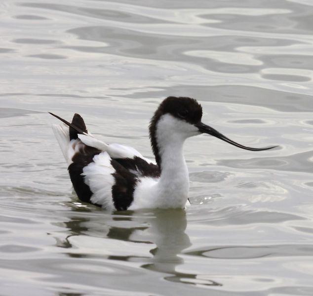 RECURVIROSTRA AVOSETTA-AVOCETA COMÚN-AVOCET