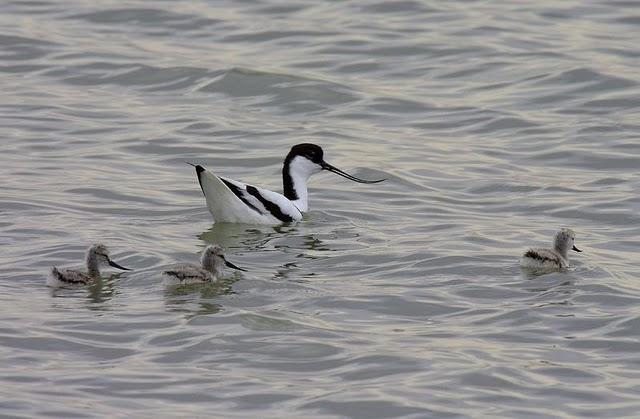 RECURVIROSTRA AVOSETTA-AVOCETA COMÚN-AVOCET