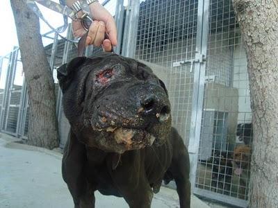 Murcia Cástor, otro sharpei maltratado y dejado la puerta de la perrera
