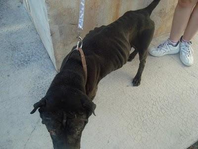Murcia Cástor, otro sharpei maltratado y dejado la puerta de la perrera