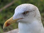 Larus fuscus-gaviota sombria-black backed gull