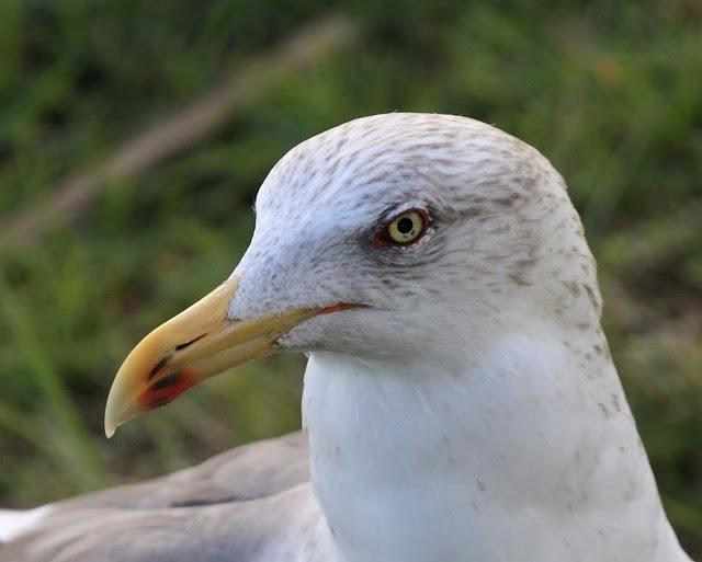 LARUS FUSCUS-GAVIOTA SOMBRIA-BLACK BACKED GULL