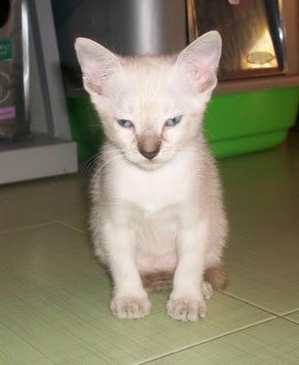 Blanquita, gatita de 2 meses (Murcia)‏