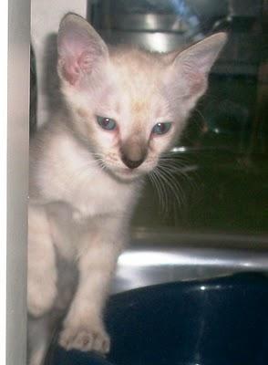 Blanquita, gatita de 2 meses (Murcia)‏