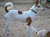 Rosca, podenca suerte