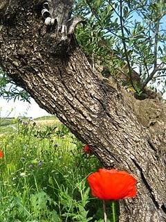 62. CAMBIOS EN LA ALIMENTACIÓN CON MEDICINA ORTOMOLECULAR