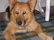 Otto pastor aleman años dueños pueden ocuparse ZARAGOZA