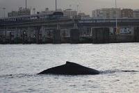 Una Ballena Jorobada en Algeciras