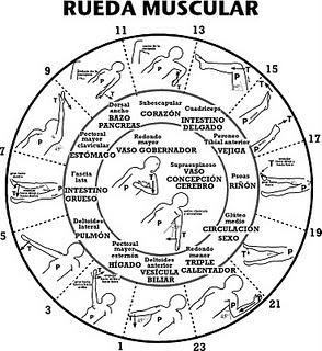 KINESIOLOGÍA HOLÍSTICA