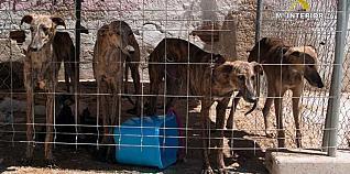 Un playa para perros en Castelló