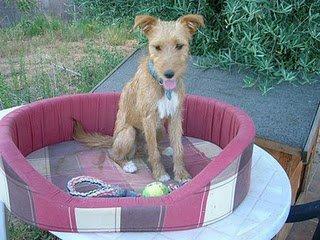 Su historia aquí Kimba y Laya, un ejemplo de la nobleza d... Su historia aquí Kimba y Laya, un ejemplo de la nobleza d...