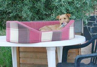 Su historia aquí Kimba y Laya, un ejemplo de la nobleza d...