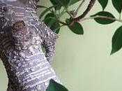 bonsai". Serie Composiciones