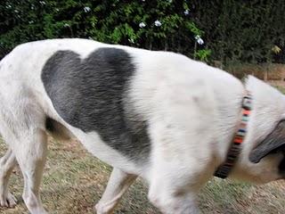 REGALO PERROS CON CORAZÓN !!