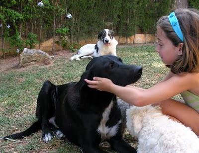 REGALO PERROS CON CORAZÓN !!