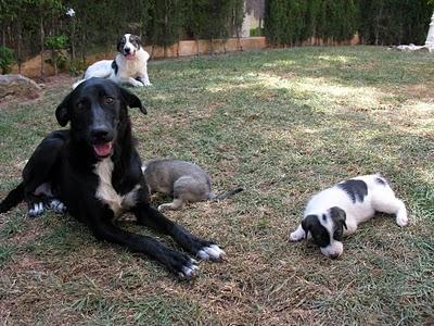 REGALO PERROS CON CORAZÓN !!