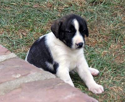 REGALO PERROS CON CORAZÓN !!