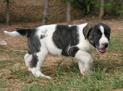 REGALO PERROS CON CORAZÓN !!