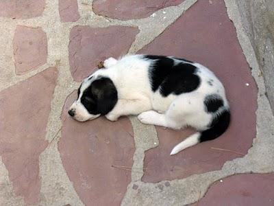 REGALO PERROS CON CORAZÓN !!