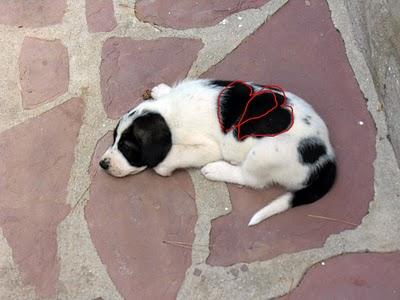 REGALO PERROS CON CORAZÓN !!