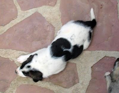 REGALO PERROS CON CORAZÓN !!