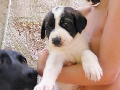 REGALO PERROS CON CORAZÓN !!