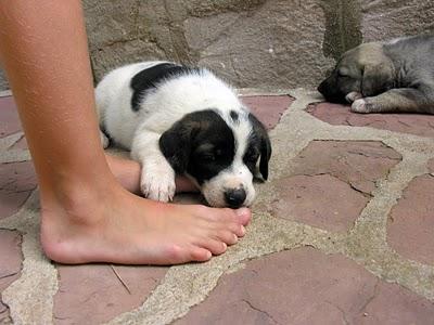 REGALO PERROS CON CORAZÓN !!