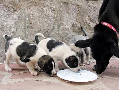 REGALO PERROS CON CORAZÓN !!