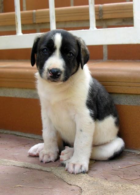 REGALO PERROS CON CORAZÓN !!