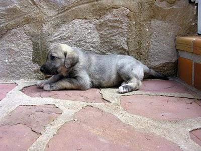 REGALO PERROS CON CORAZÓN !!