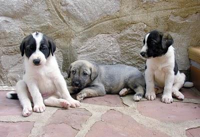 REGALO PERROS CON CORAZÓN !!