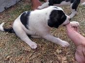 Regalo perros corazón