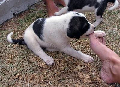 REGALO PERROS CON CORAZÓN !!