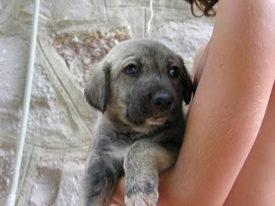 REGALO PERROS CON CORAZÓN !!