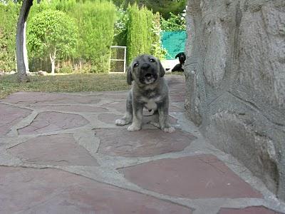 REGALO PERROS CON CORAZÓN !!