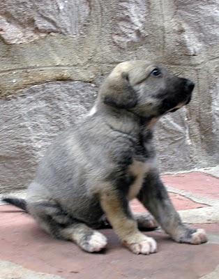 REGALO PERROS CON CORAZÓN !!