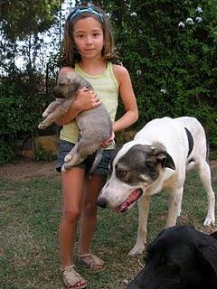 REGALO PERROS CON CORAZÓN !!