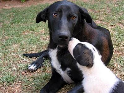 REGALO PERROS CON CORAZÓN !!