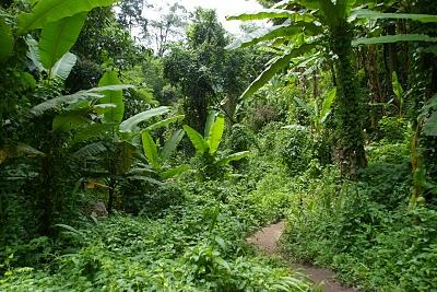 Humedad y cuestas arriba en Chiang Mai