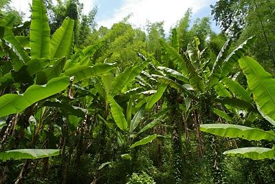 Humedad y cuestas arriba en Chiang Mai