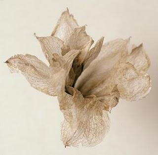 La Reina de Inglaterra (Grupo de Expertos Solynieve)