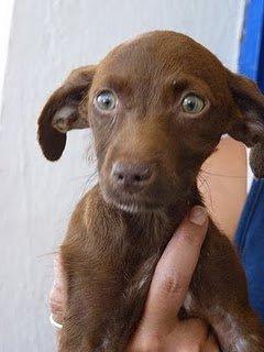 cachorra abandonada con una vía puesta (Cáceres)