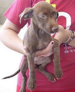 cachorra abandonada con una vía puesta (Cáceres)