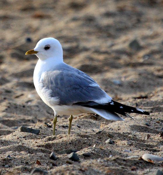 LARUS CANUS-GAVIOTA CANA-COMMON GULL