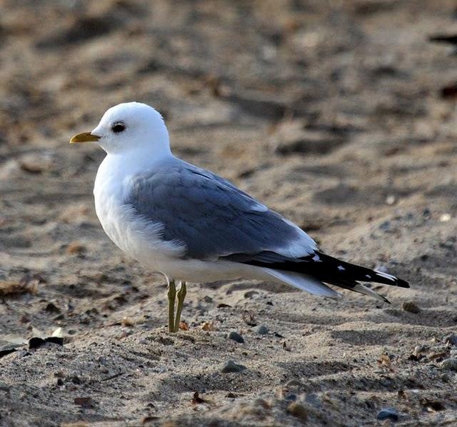 LARUS CANUS-GAVIOTA CANA-COMMON GULL