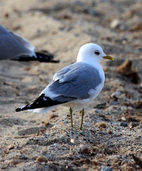 LARUS CANUS-GAVIOTA CANA-COMMON GULL