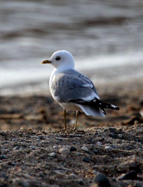 LARUS CANUS-GAVIOTA CANA-COMMON GULL