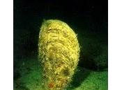 Mont Nacra (Ansiedad)