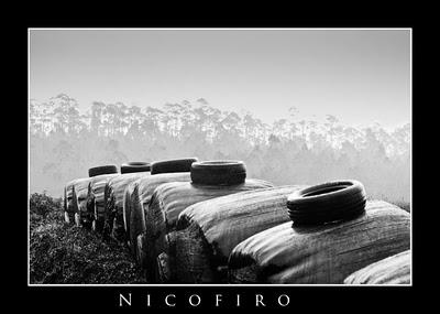 ROMANTICISMOS: SEARES